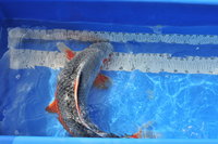 _KOM0561.JPG