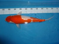 Kohaku ca. 40cm.JPG