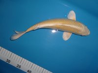 Yamabuki Tosai 28cm !!!.JPG
