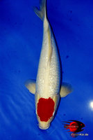 ginrintancho_450.jpg