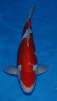Doits Kohaku 43cm M.jpg