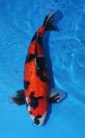 Ginrin Showa 52cm.jpg