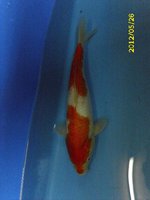 3 Kohaku 35 cm.jpg