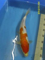 6 Kohaku 36 cm.jpg