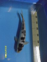 9 Goromo 30 cm.jpg