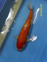 1 Kohaku 39 cm.jpg