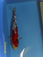 14 Sanke 36 cm.jpg