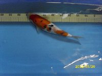 17 Sanke 35 cm.jpg