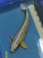 30 Kujaku 38 cm.jpg