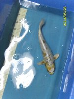 29 Kujaku 35 cm.jpg