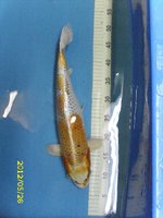 27 Kujaku 38 cm.jpg