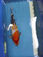 23 Showa 45 cm.jpg