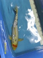 22 Tancho Sanke 45 cm.jpg