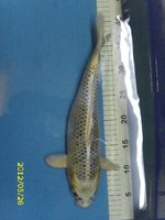 21 Kujaku 35 cm.jpg