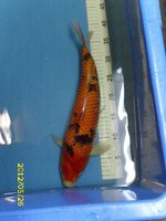 20 Hi Showa 45 cm.jpg