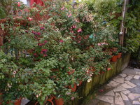 Händlerbesuch Liebl 2012 (4).jpg