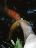 ImageUploadedByTapatalk1340307703.332763.jpg