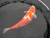 5 Kohaku W 56 57 300€.JPG