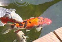 IMG_0419.JPG
