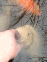 ImageUploadedByTapatalk1341307257.276607.jpg