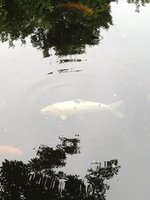 ImageUploadedByTapatalk1341307306.378512.jpg