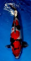 Showa Ogata 2010 63cm M.jpg