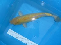 Doistu Midorigoi 45cm.JPG
