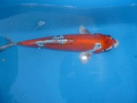 Benikikikuroyo 42cm.JPG