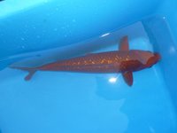 Ginrin Choco Chagoi 40cm.JPG
