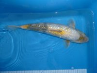 Ginrin Lemon Showa 41cm.JPG