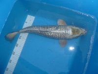 Ginrin Mukashi 45cm.JPG