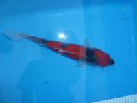 Goshiki 31cm.JPG