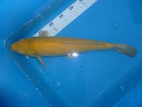 Karashi 45cm.JPG