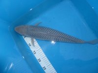 Soragoi MAKELLOS 42cm.JPG