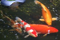2012 07 27 012.jpg