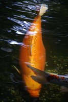 2012 07 27 019.jpg