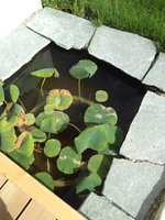 ImageUploadedByTapatalk1343575946.126074.jpg